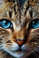 stänga upp av en kattens ögon med blå ögon foto