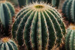 kaktus växter i de öken- foto