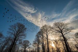 en flock av fåglar flyga över en skog på solnedgång foto