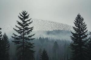en flock av fåglar flygande över en skog foto