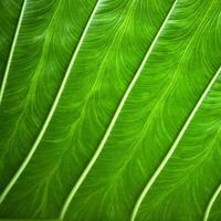 grön blad textur stänga upp som bakgrund för text handla om ekologi foto
