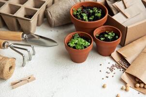 kastruller med olika grönsaker plantor. foto