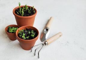 kastruller med olika grönsaker plantor. foto