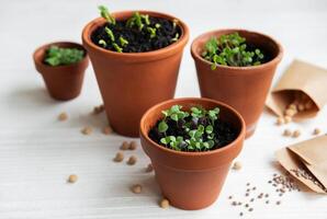 kastruller med olika grönsaker plantor. foto