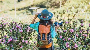 asiatisk kvinna reser naturen. resa slappna av. står och fotograferar vackra rosa aprikosblommor i aprikosträdgården. foto