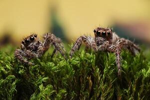 två Hoppar spindlar eller salticidae krypande på en mossa foto