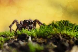 Hoppar Spindel eller salticidae på en suddigt bakgrund foto