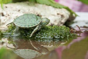 brasiliansk sköldpadda eller svartbukad reglaget eller trachemier dorbigni foto
