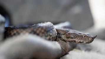 näshornad huggorm, vipera ammodyter foto