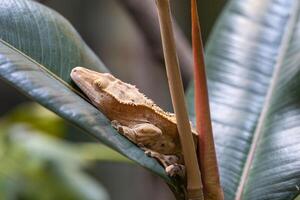 ögonhår gecko, korrelophus ciliatus foto