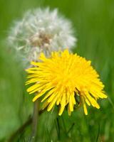 allmänning maskros, taraxacum foto