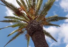 palmer grenar med datum under blå himmel. ljus moln, solig dag foto