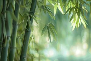 solbelyst bambu löv i en fredlig lund foto