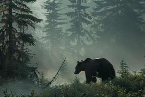 silhouetted brun Björn i dimmig skog gryning. foto