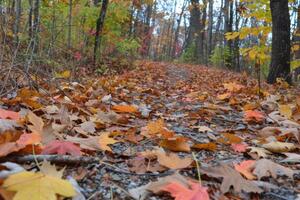 höst väg täckt med färgrik löv. foto