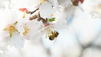 bi djur- arbetssätt med pollen från en vit mandel blommar foto
