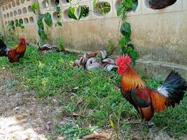 skön färgrik vild kycklingar i thailand foto