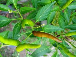 peppar chili varm mat i trädgård thailand bruka foto