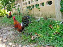 skön färgrik vild kycklingar i thailand foto