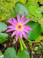 lila rosa lotus blomning i trädgård vatten foto