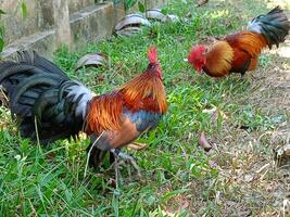 skön färgrik vild kycklingar i thailand foto