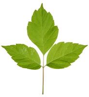 grön löv av acer lönn, eller amerikan lönn, på ett isolerat bakgrund foto