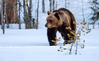 bild av en stor brun Björn foto