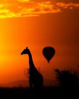 akacia träd, solnedgång och giraffer i silhuett i afrika foto