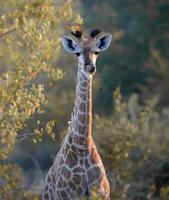 akacia träd, solnedgång och giraffer i silhuett i afrika foto