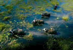 ett elefant är gående genom en fält med vatten foto