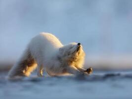 en polär Björn gående tvärs över en snöig fält foto