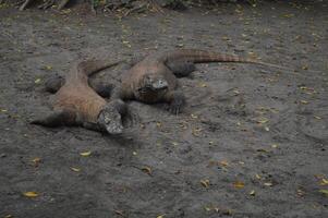 komodo drake, varanus komodensis, på de strand, komodo ö, indonesien sydöst Asien stor manlig jätte ödla på de djur- observation webbplats. komodo ödla typisk av indonesien foto