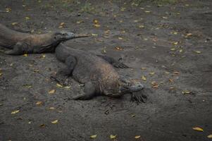 komodo drake, varanus komodensis, på de strand, komodo ö, indonesien sydöst Asien stor manlig jätte ödla på de djur- observation webbplats. komodo ödla typisk av indonesien foto