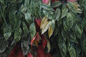 närbild av fallen löv i höst. orange grön blad bakgrund och blad textur foto