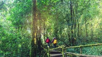 par som reser, koppla av på vintern. promenader för att studera naturen i regnskogen. vid angka, chiangmai i thailand. foto