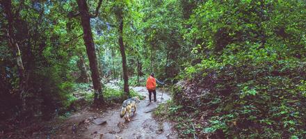 asiatisk kvinnor resa natur. resa koppla av. ryggsäck promenad i de skog. thailand foto