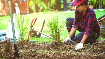 asiatiska kvinnor. gräva i jord grönsaksträdgården. plantera citrongräs i grönsaksland. foto