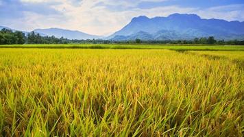 bakgrund landskap ris gult guld. under skördesäsongen. asiatiska thailand