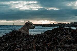 kust hund begrundande foto