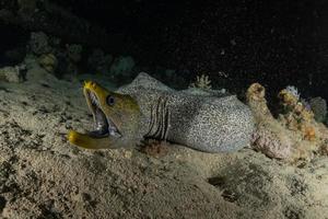 moray ål mooray lycodontis undulatus i Röda havet, eilat israel foto