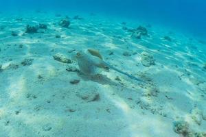 blåfläckig stingrocka på havsbotten i röda havet foto