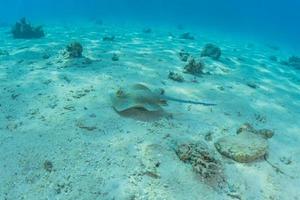 blåfläckig stingrocka på havsbotten i röda havet foto