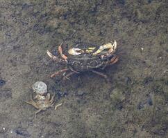 två stridande strand krabbor eller grön krabba resp.carcinus maenas medan låg tidvatten i lera, wattenmeer nationell parkera, norr hav, norr frisia, tyskland foto