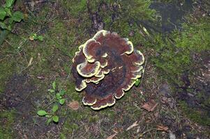 sammet topp svamp resp.phaeolus spadiceus i skog, rheinland, tyskland foto