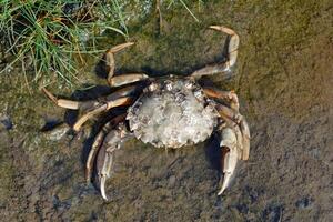 strand krabba eller grön krabba resp.carcinus maenas medan låg tidvatten i lera, wattenmeer nationell parkera, norr hav, norr frisia, tyskland foto