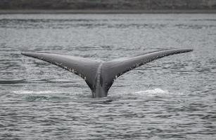 knölval nära Juneau, Alaska foto