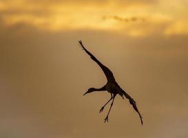 sandhill crane, cosumnes reserv foto