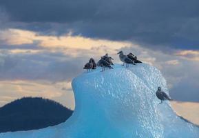 måsar på isberg, stephens passage, alaska foto