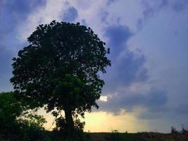 träd med molnig himmel foto
