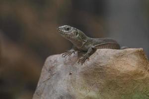 smaragdträdet skink foto